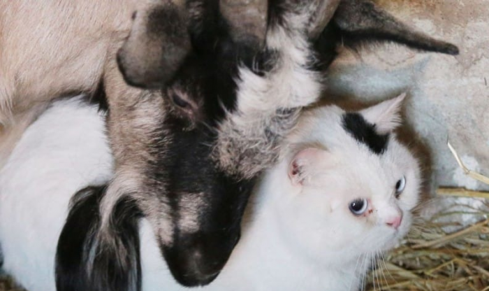 חברות בין חתול לעז