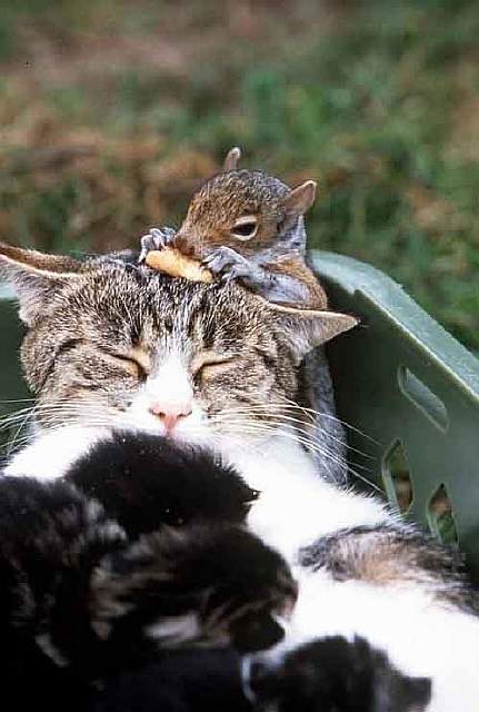 חברות בין סנאי לחתול