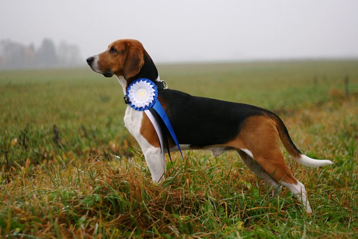 כלב ציד אסטוני