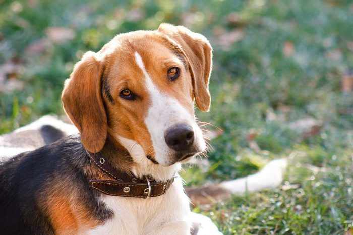 כלב ציד רוסי פיבלד