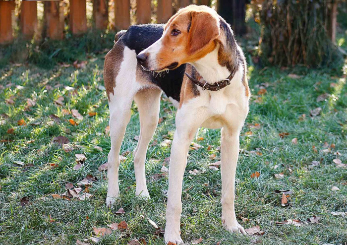 כלב ציד רוסי פיבלד