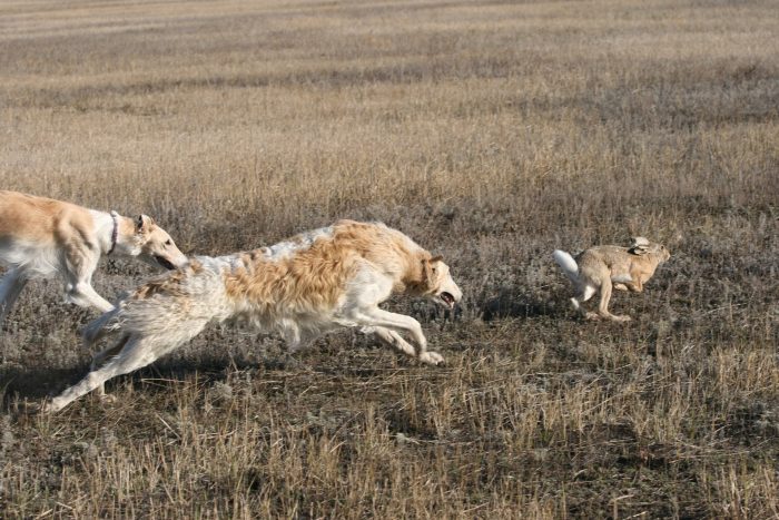 ציד גרייהאונד רוסי
