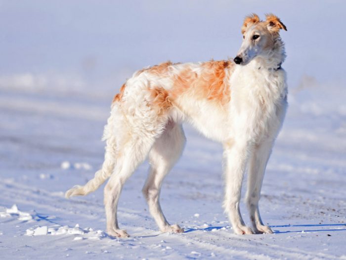 בורזוי רוסי