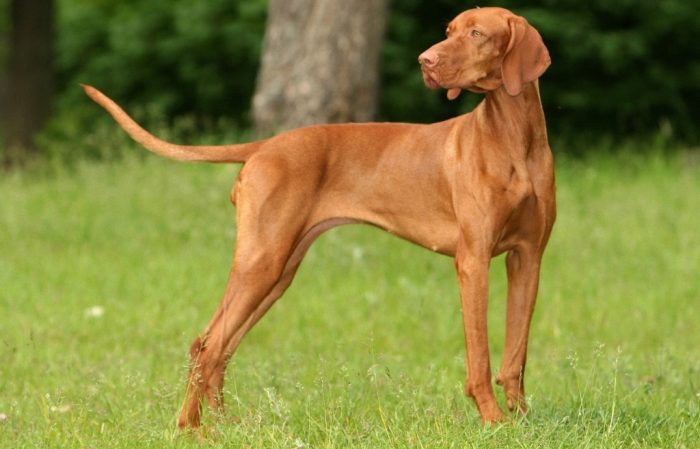 ויזלה הונגרית