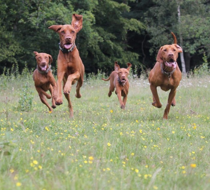 ויזלה הונגרית