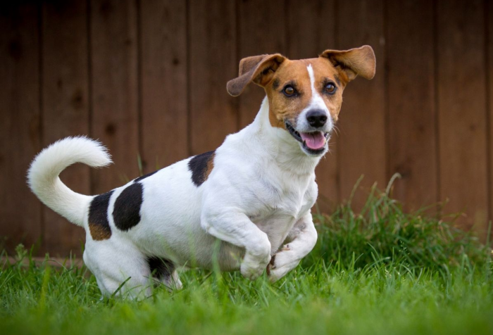 ג'ק ראסל טרייר