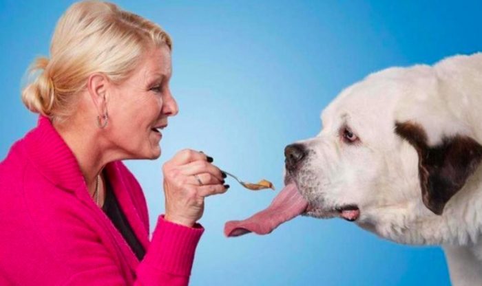 מוצ'י, סנט ברנרד