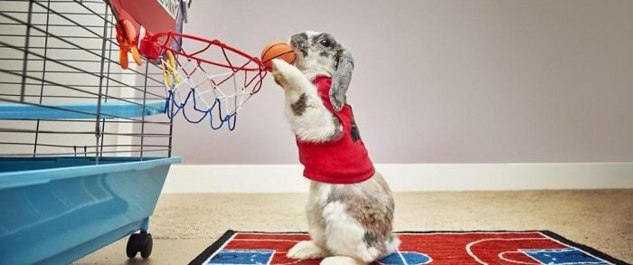 ראביט הוא שחקן כדורסל