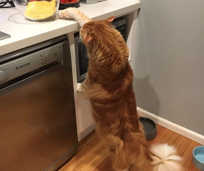 החתול הארוך ביותר