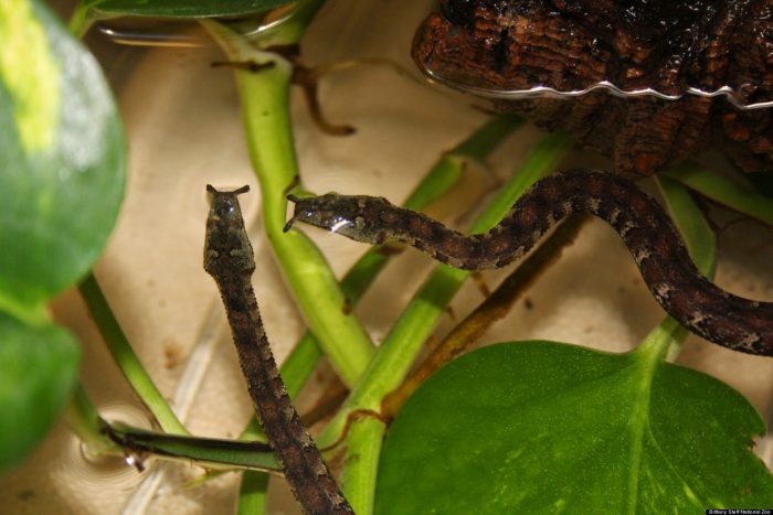 נחש בעל אף זרוע