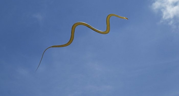 נחש מעופף בגן עדן