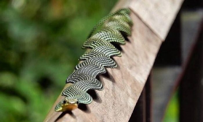 נחש מעופף בגן עדן