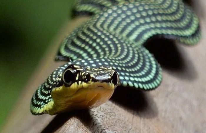 נחש מעופף בגן עדן