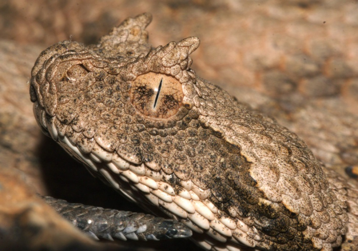 צפע בעל קרניים מזויפות