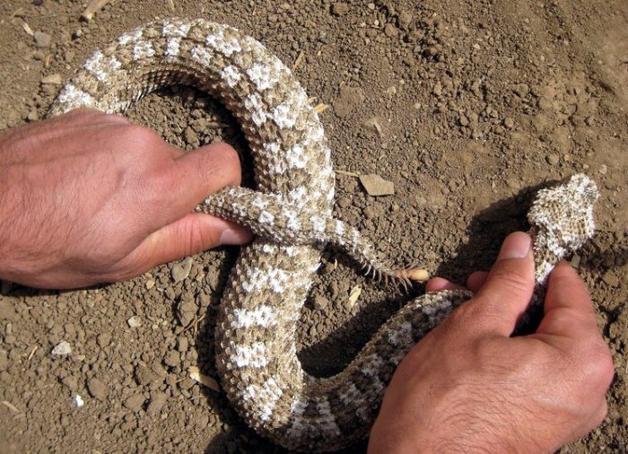 צפע בעל קרניים מזויפות