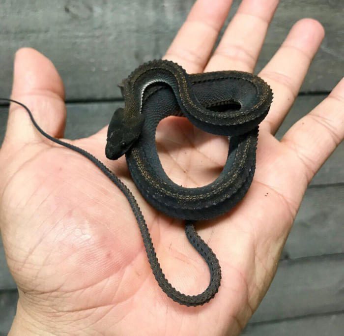 קסנודרם ג'וואני