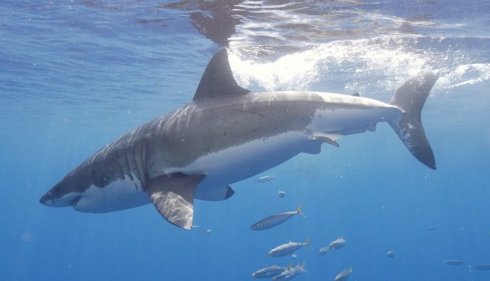 כריש לבן גדול במים