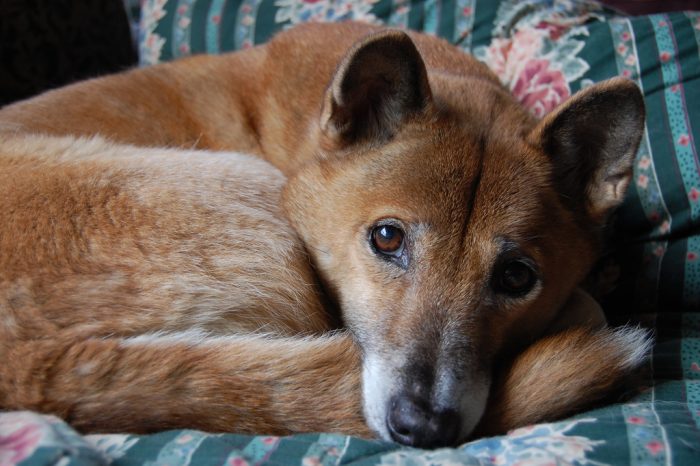 דינגו על כרית