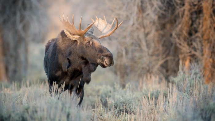 אייל על הדשא