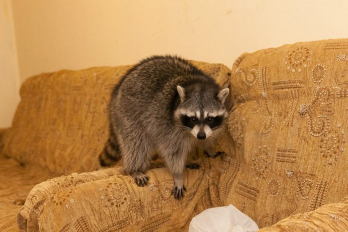 דביבון על כיסא