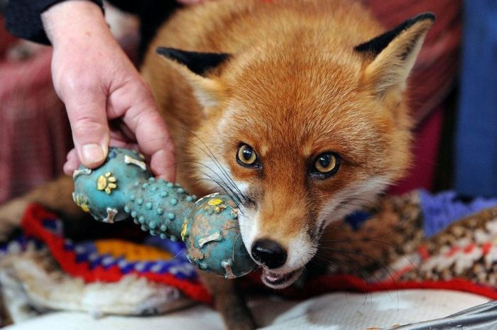 השועל מכרסם צעצוע