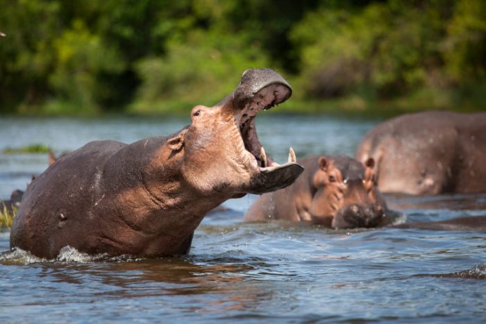 היפופוטמים במים