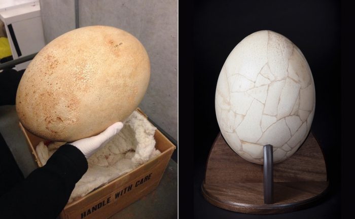 ביצת יען מדגסקר