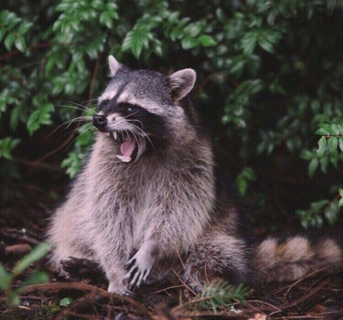 דביבון אגרסיבי