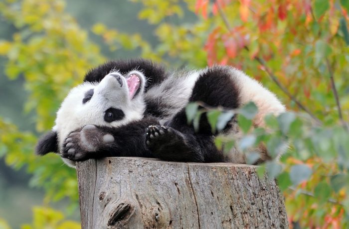 פנדה ענקית על גדם