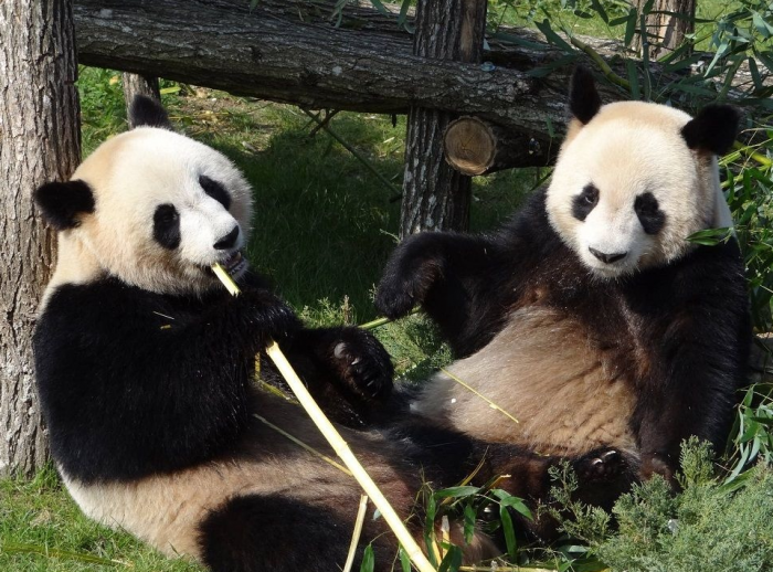 שתי פנדות ענקיות