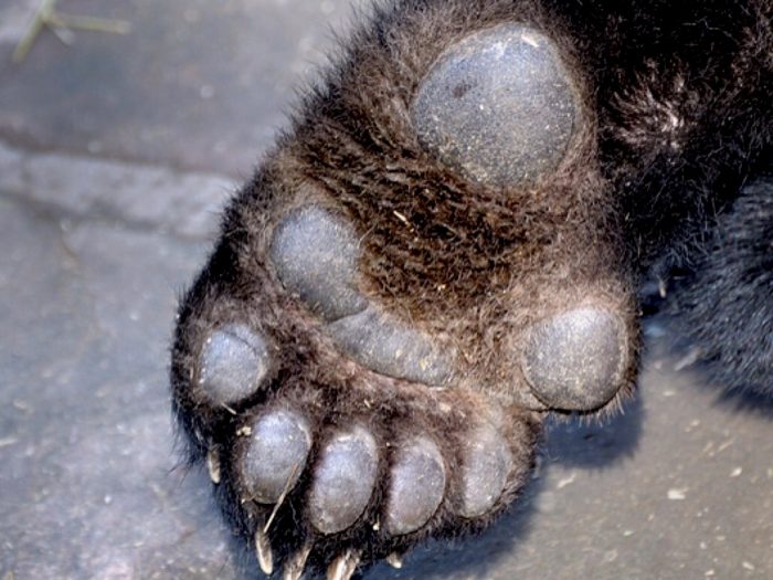 כפה של פנדה