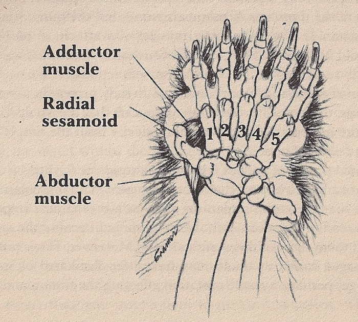 מבנה כפה של פנדה