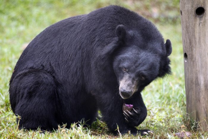 דוב שחור אסייתי