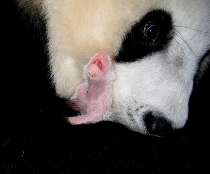 פנדה שזה עתה נולד