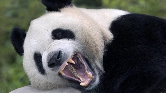 פנדה עם פה פתוח