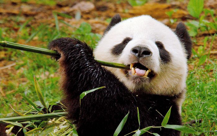 פנדה לועסת במבוק