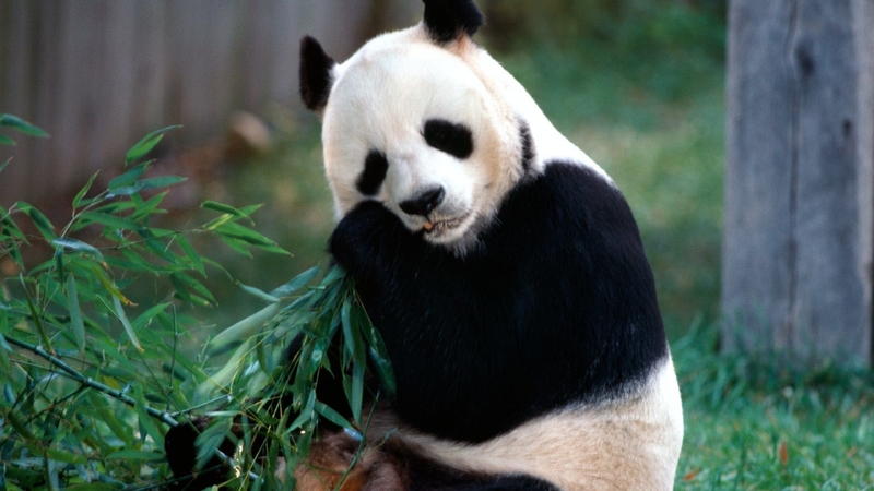 פנדה ענקית