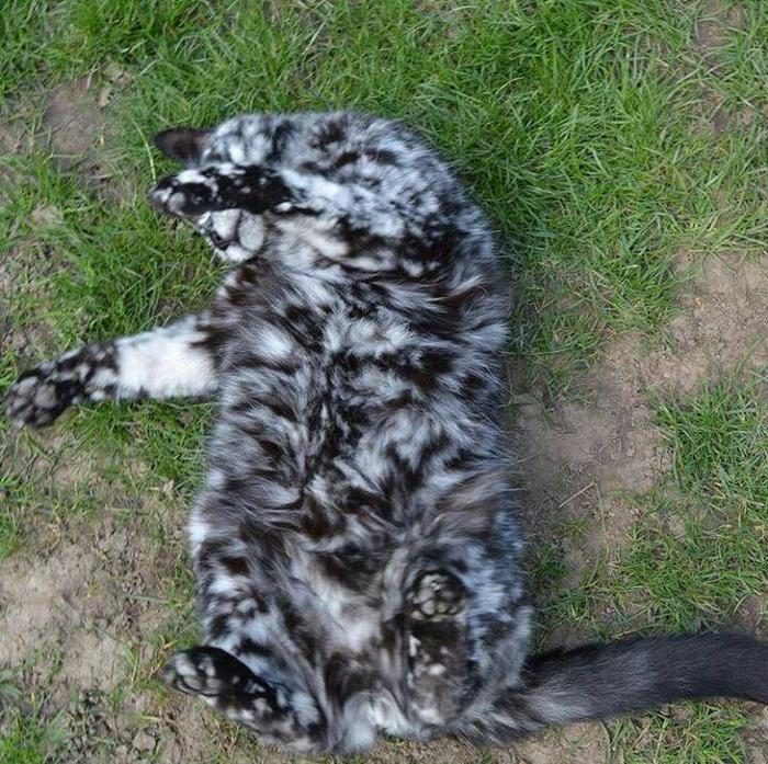 חתול עם צבע יוצא דופן עקב ויטיליגו