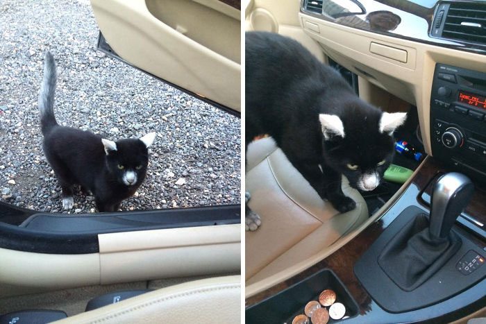 חתול עם ויטיליגו