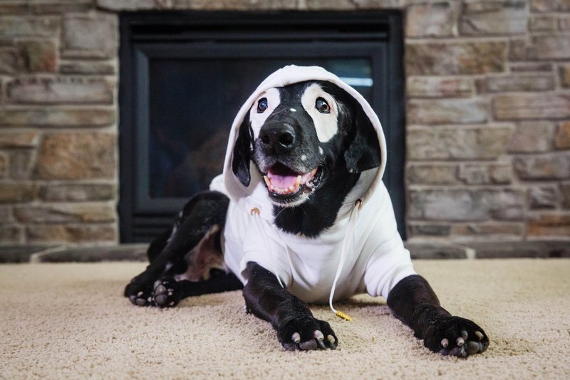 כלב עם ויטיליגו