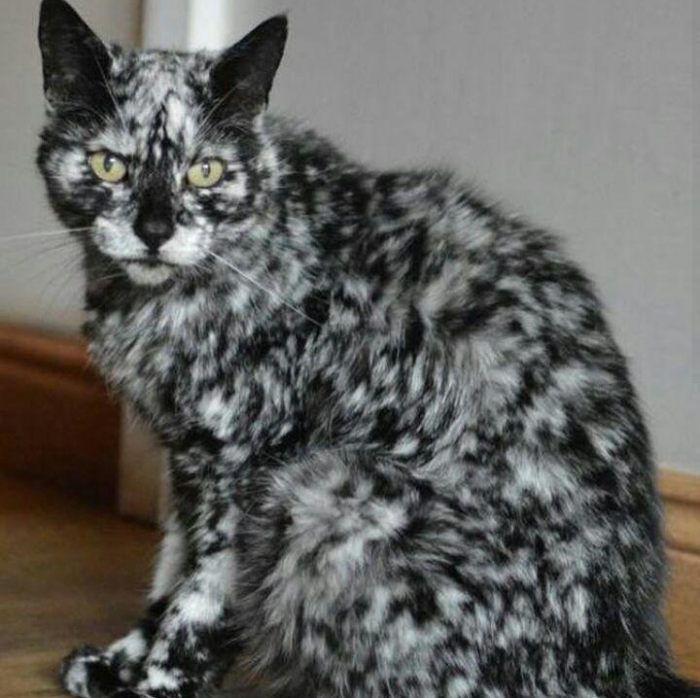 החתול עם ויטיליגו - סקראפי