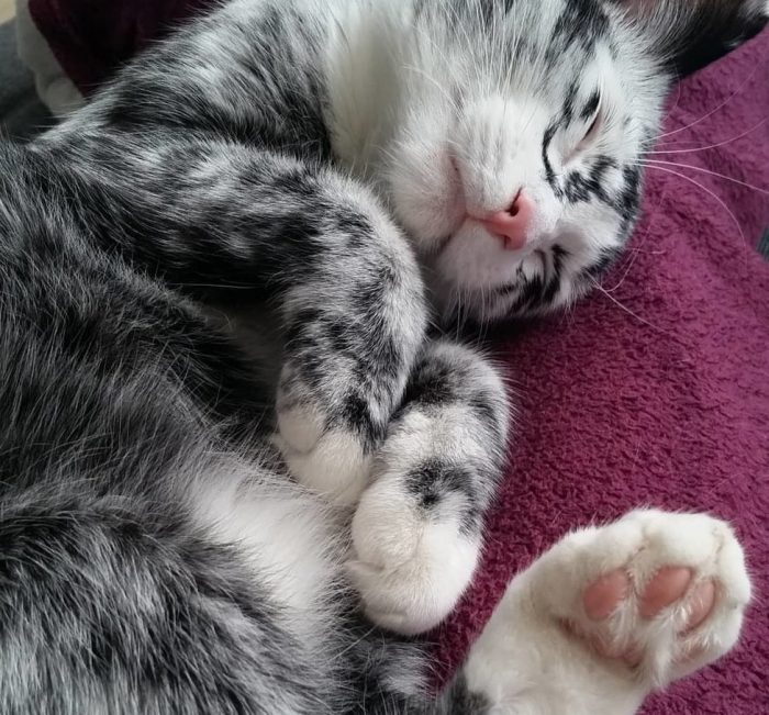 אלי החתולה עם ויטיליגו