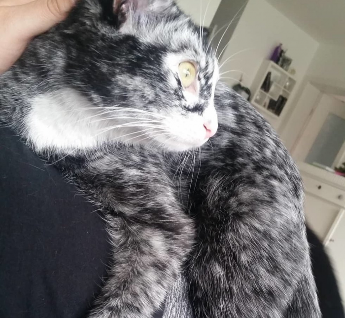 אלי היא חתולה עם מחלה נדירה בשם ויטיליגו.