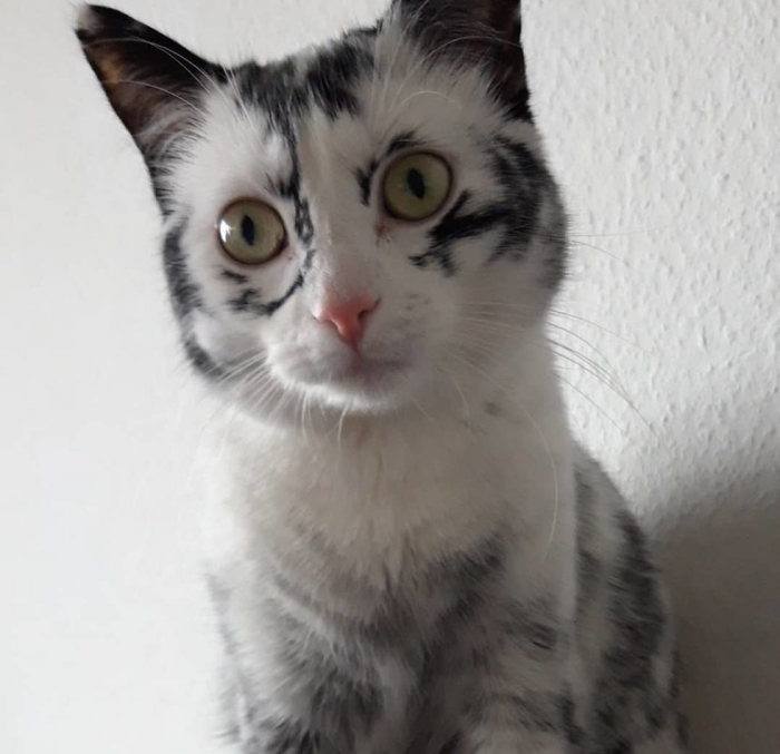 אלי היא חתולה עם צבע יוצא דופן עקב ויטיליגו.