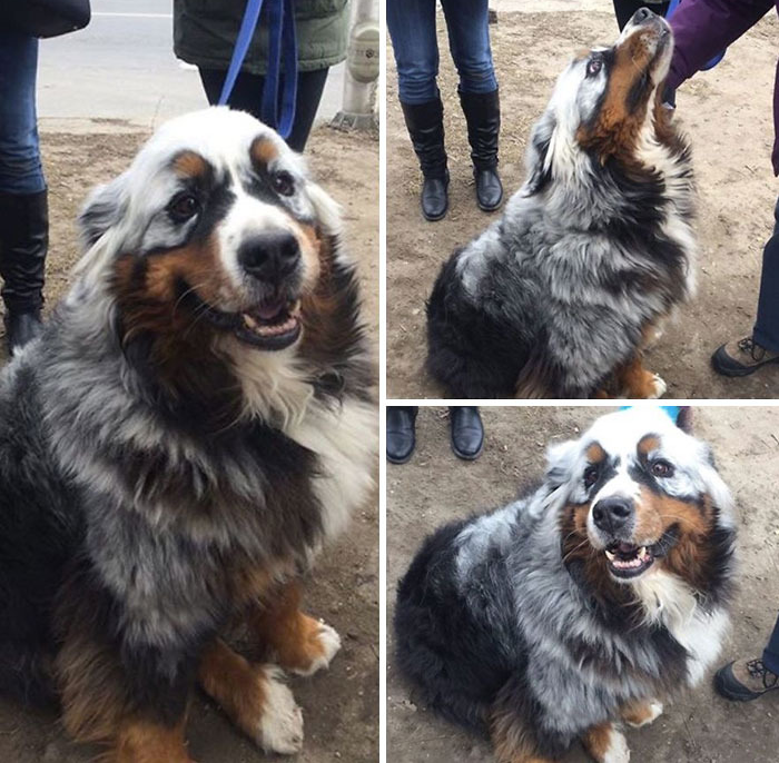 כלב עם ויטיליגו