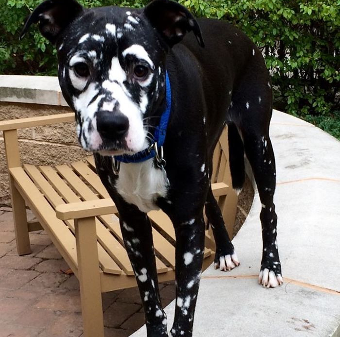 כלב עם ויטיליגו