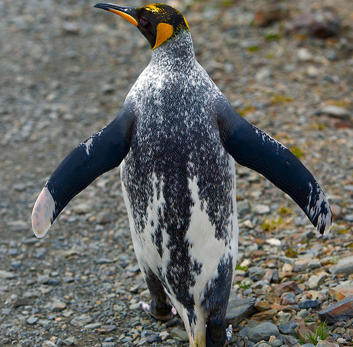 פינגווין עם ויטיליגו