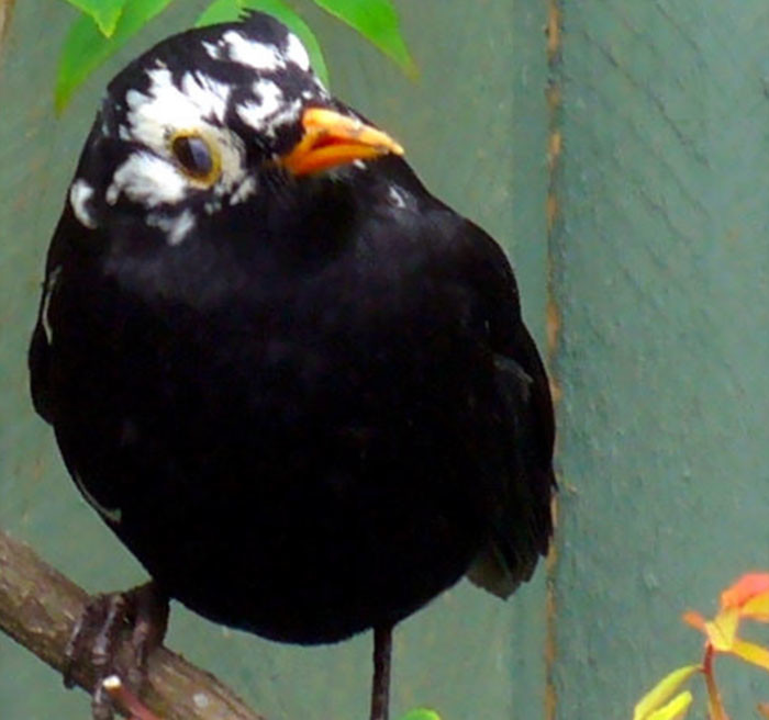 ציפור עם ויטיליגו