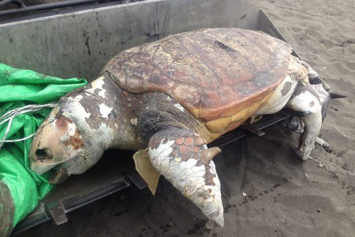 צב ים עם ויטיליגו
