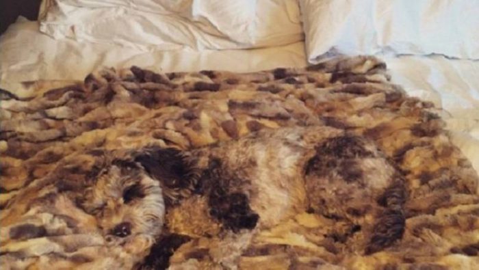 כלב על שמיכה